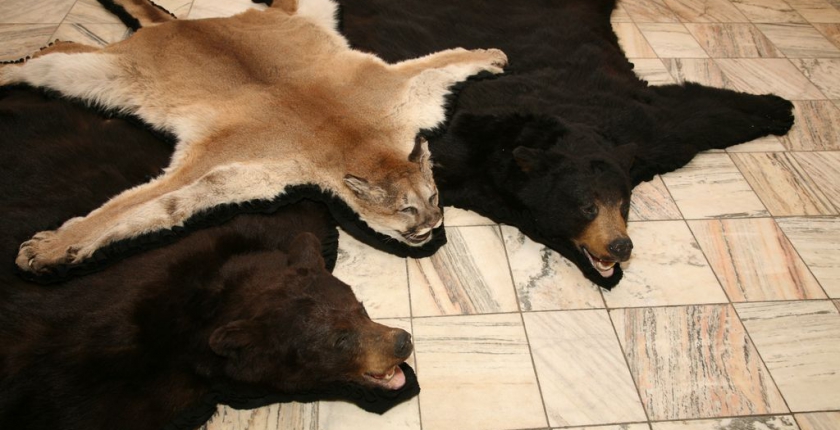 Informacja o plikach cookies